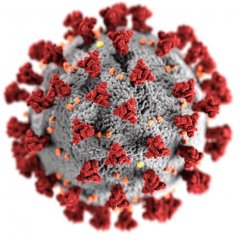 Corona Virus Bild